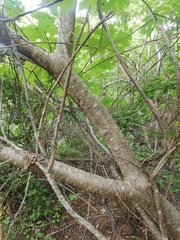 Cnidoscolus megacanthus