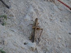 Schistocerca cancellata