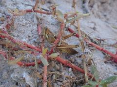 Schistocerca cancellata