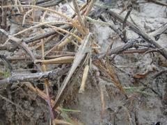 Schistocerca cancellata