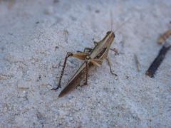 Schistocerca cancellata