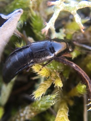 Quedius levicollis