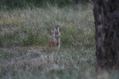 Cynictis penicillata