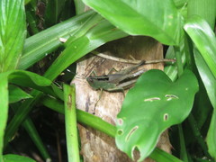 Silvitettix territus