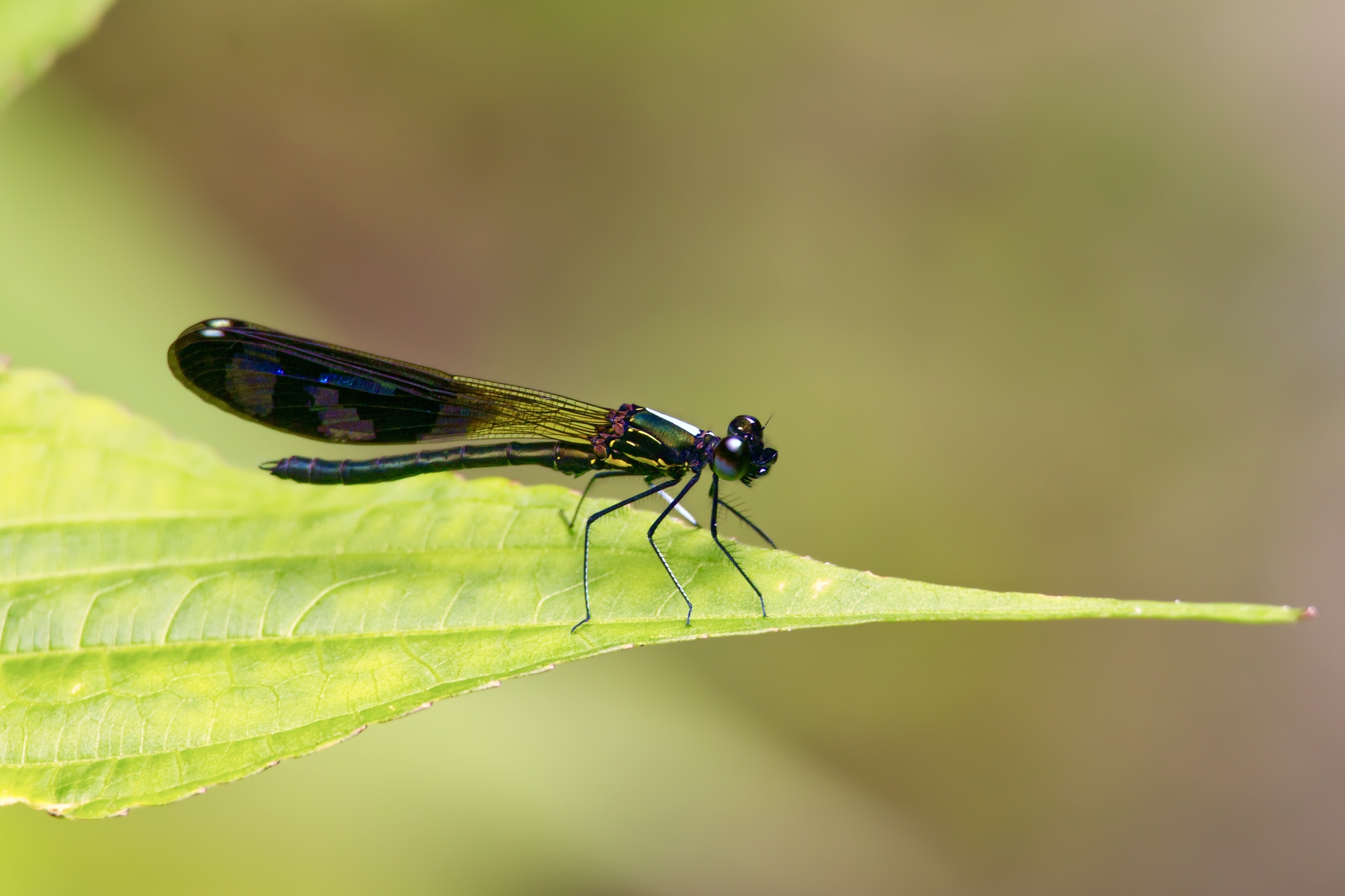 Blue-Wedged Jewel