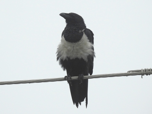 Pied Crow