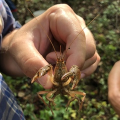 Lacunicambarus thomai