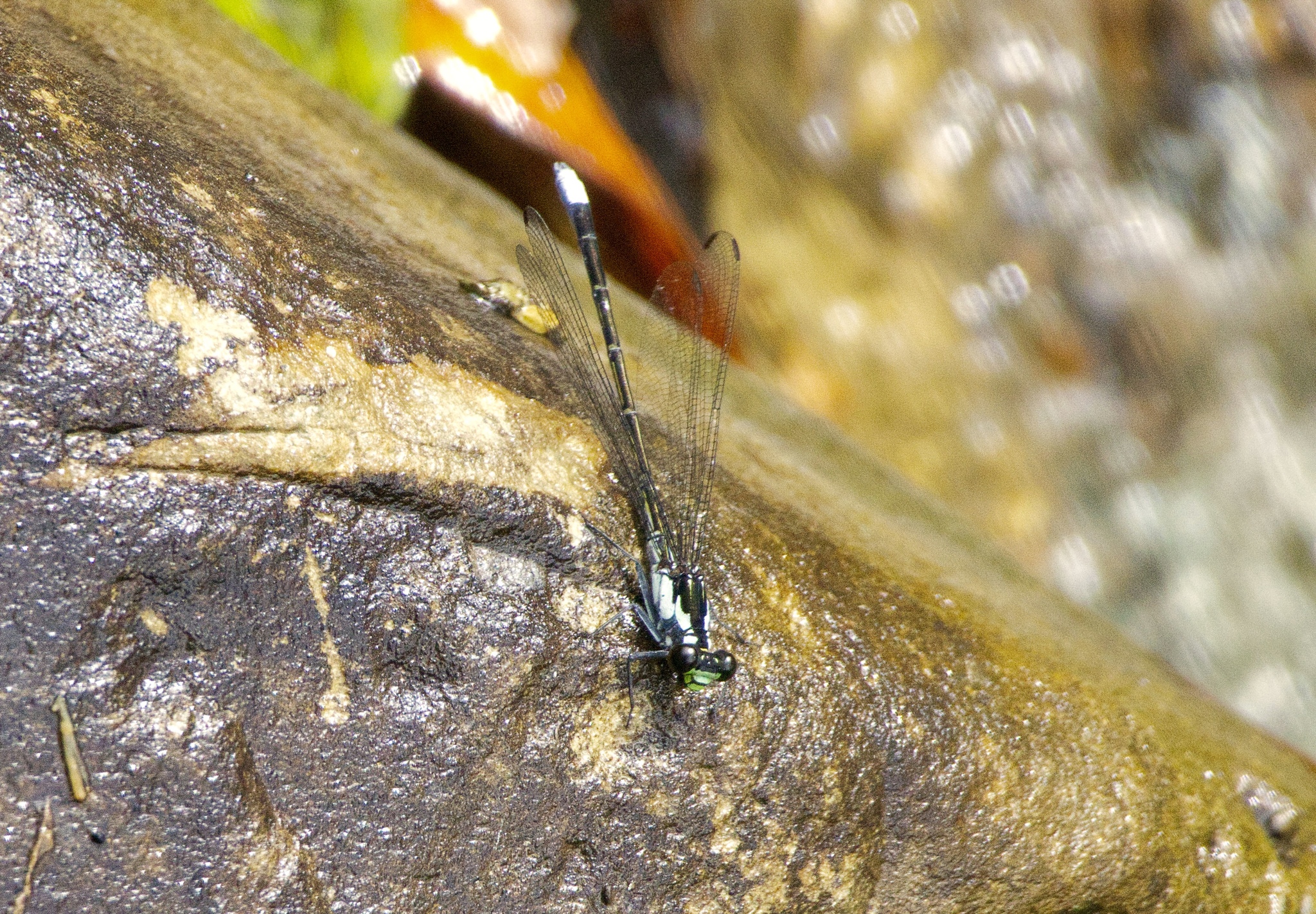 Himalayan Mountaindart