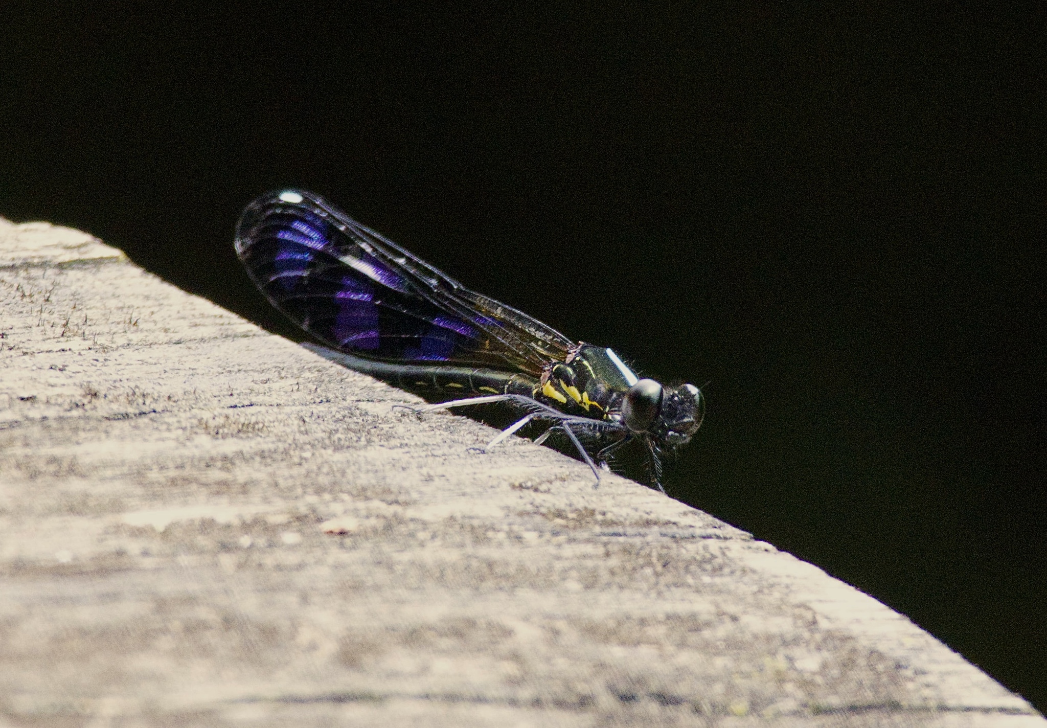 Blue-Wedged Jewel