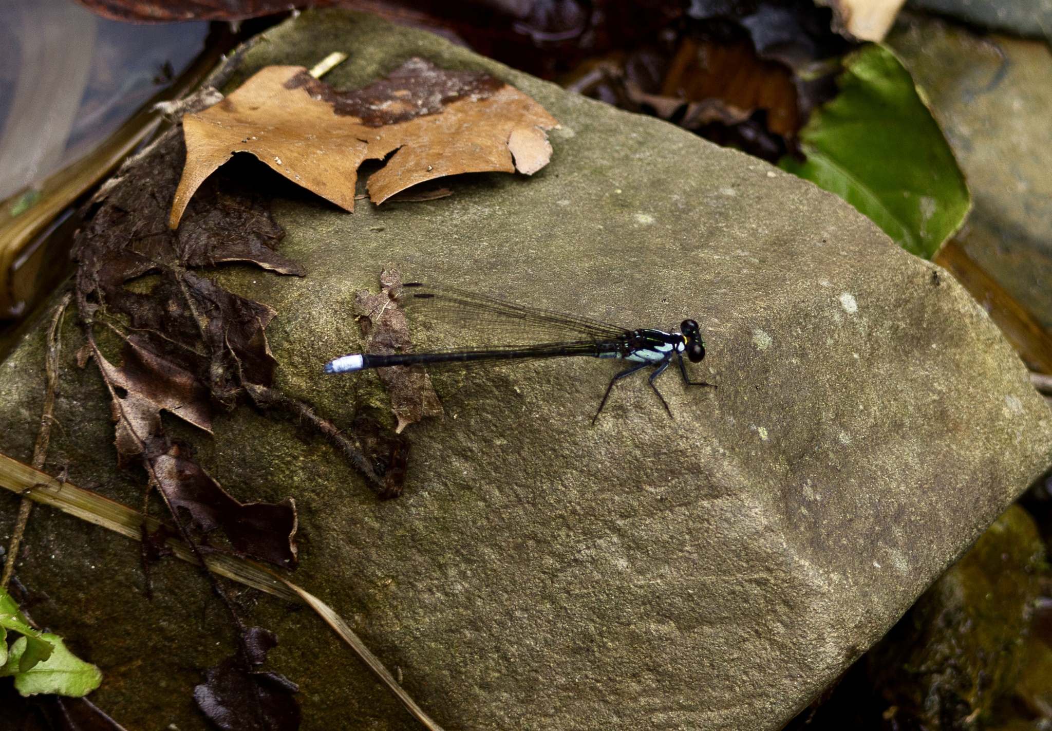 Himalayan Mountaindart