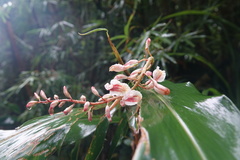 Alpinia formosana