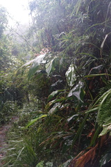 Alpinia formosana
