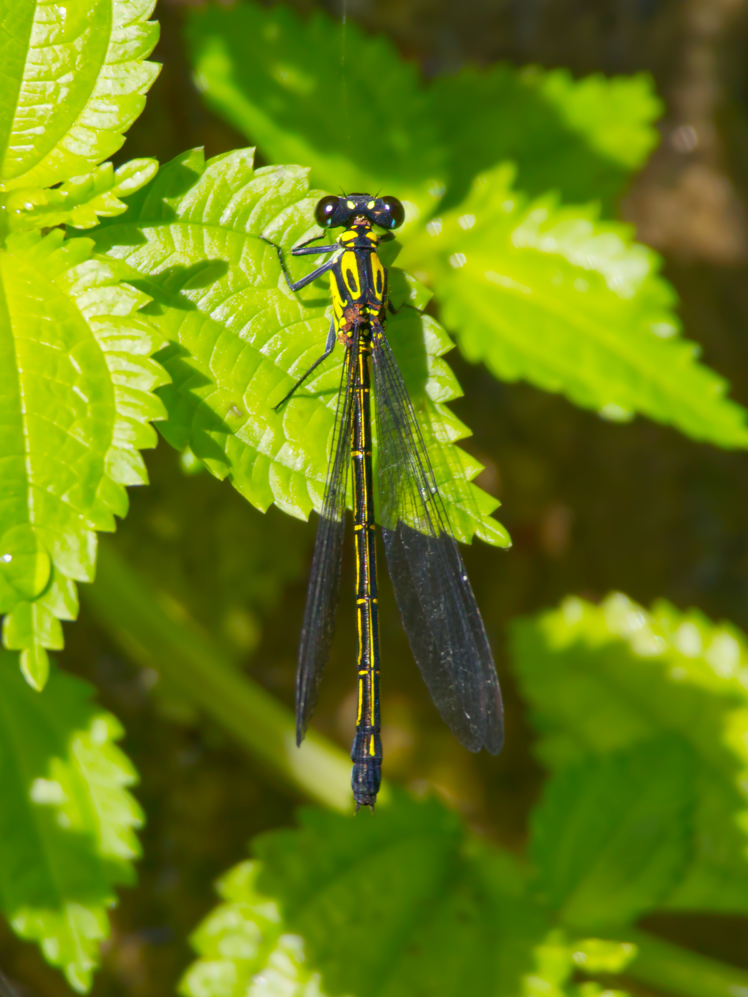 Indo-Malayan Mountaindart