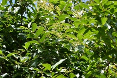 Viburnum hartwegii