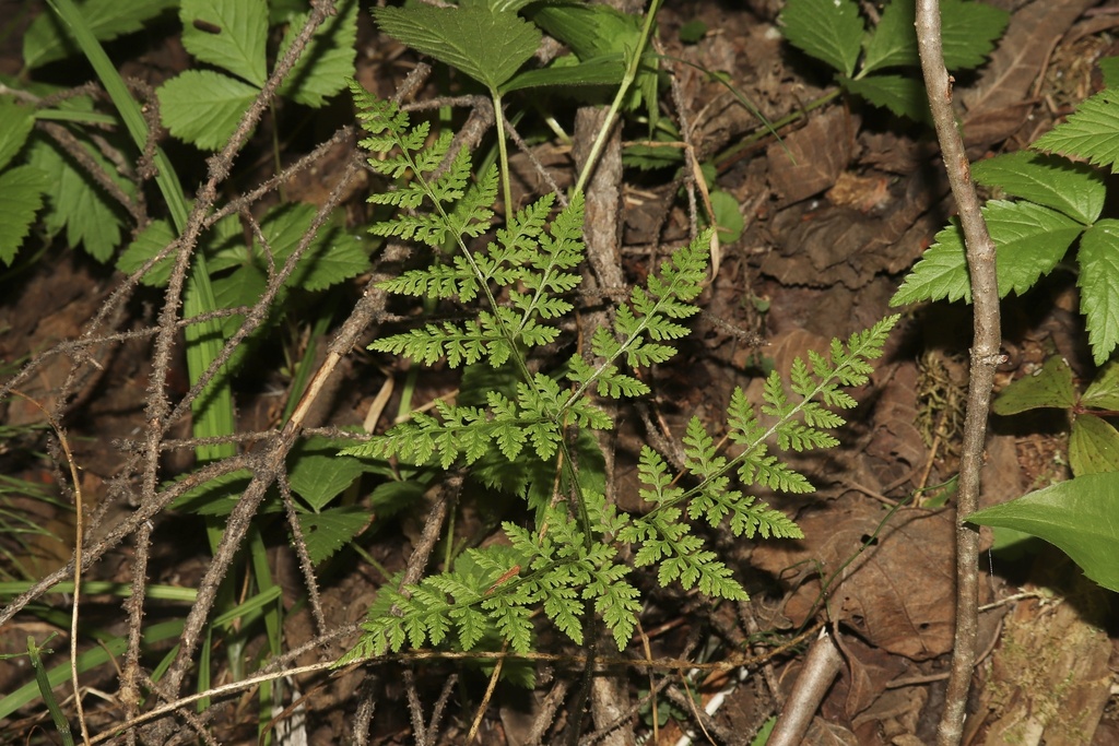Mountain bladderfern (Cystopteris montana)
