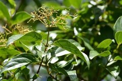 Viburnum hartwegii