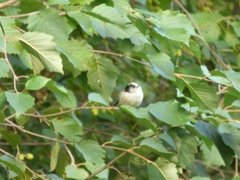 Aegithalos caudatus