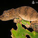 Nose-horned Chameleon - Photo (c) mario_mairal, some rights reserved (CC BY-NC-ND), uploaded by mario_mairal
