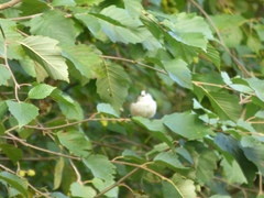 Aegithalos caudatus