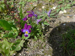 Viola × wittrockiana