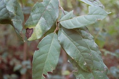 Ilex brandegeeana