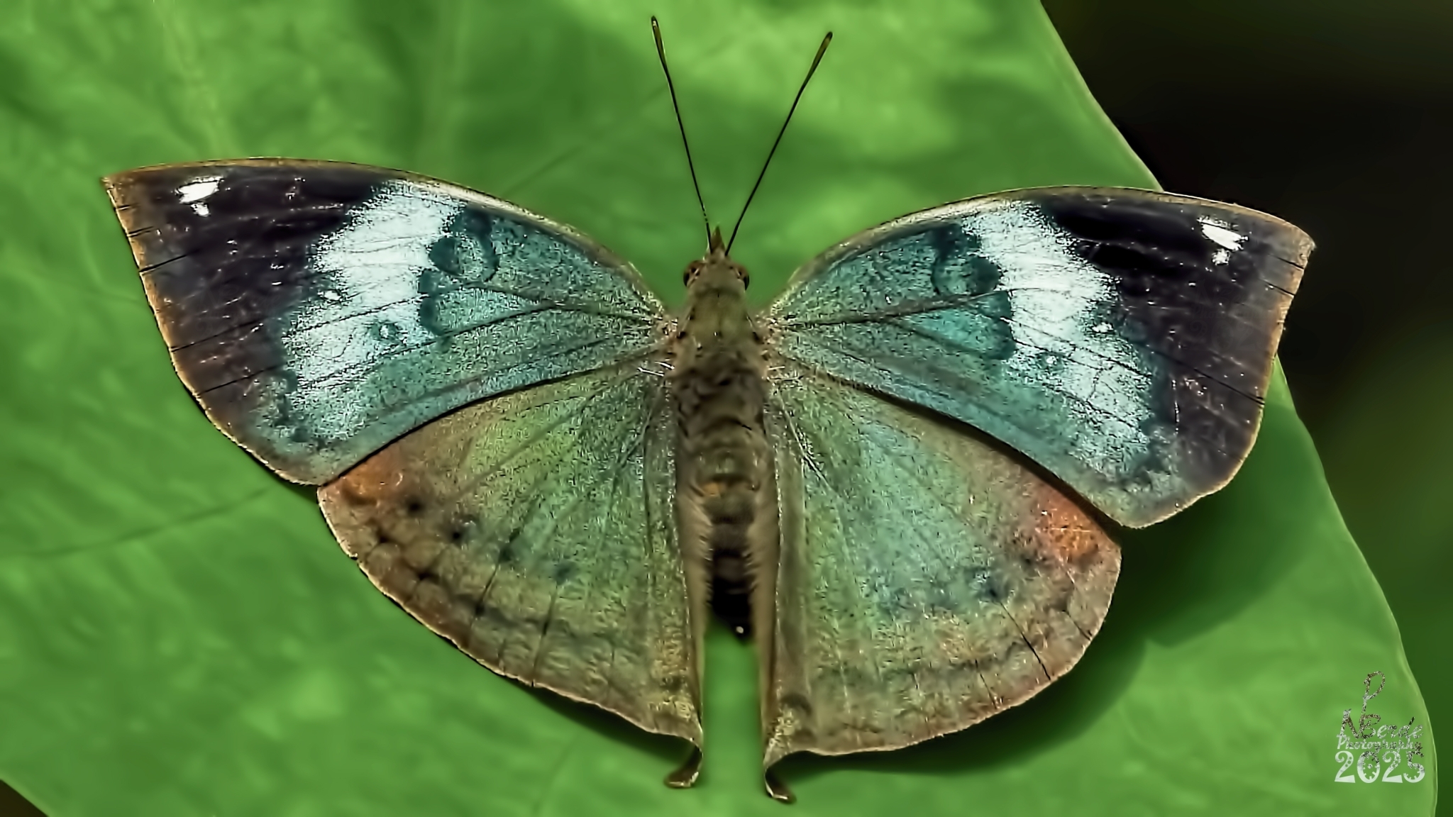 Sahyadri Blue Oakleaf