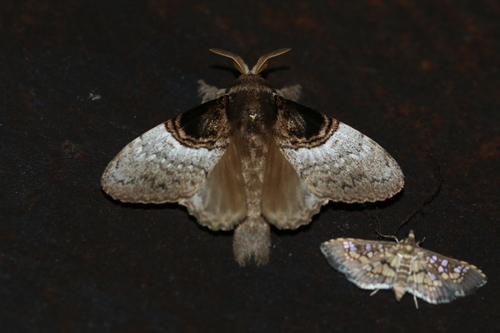 Lasiocampidae image