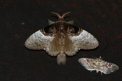 Image of Euglyphis larunda