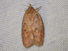 Garrha repandula