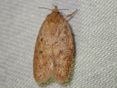 Garrha repandula
