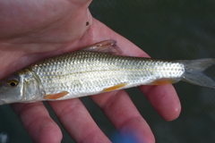 Moxostoma erythrurum