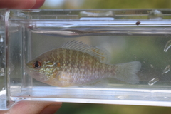 Lepomis peltastes