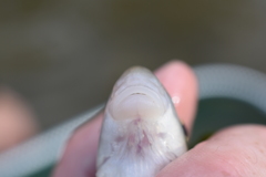 Moxostoma erythrurum