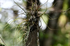 Tillandsia butzii