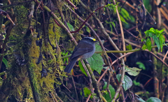 Silvicultrix frontalis