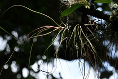 Tillandsia butzii