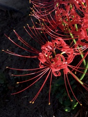 Lycoris radiata