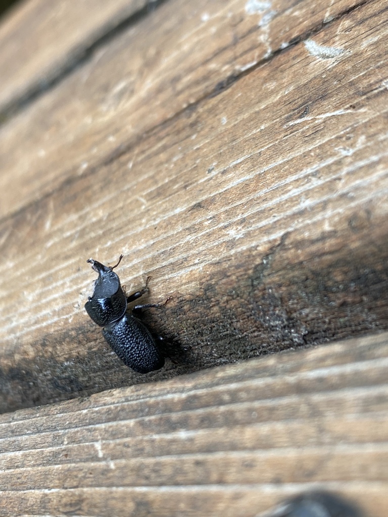 Rugose Stag Beetle from East Norway Hill Park, Bothell, WA, US on June ...