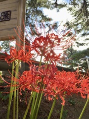 Lycoris radiata