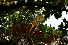 Tillandsia excelsa