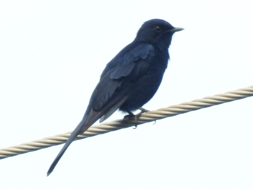 Southern Black-Flycatcher