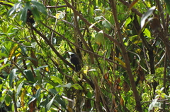 Silvicultrix frontalis