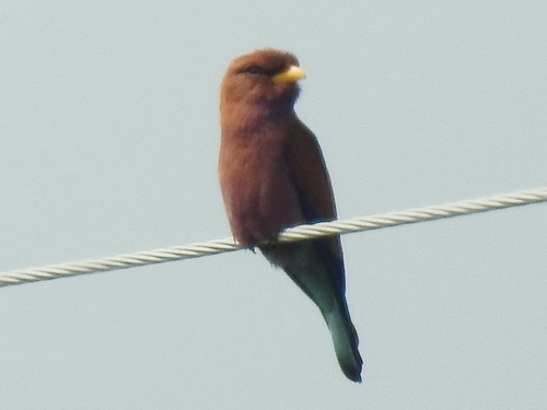 Broad-billed Roller
