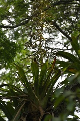 Tillandsia excelsa