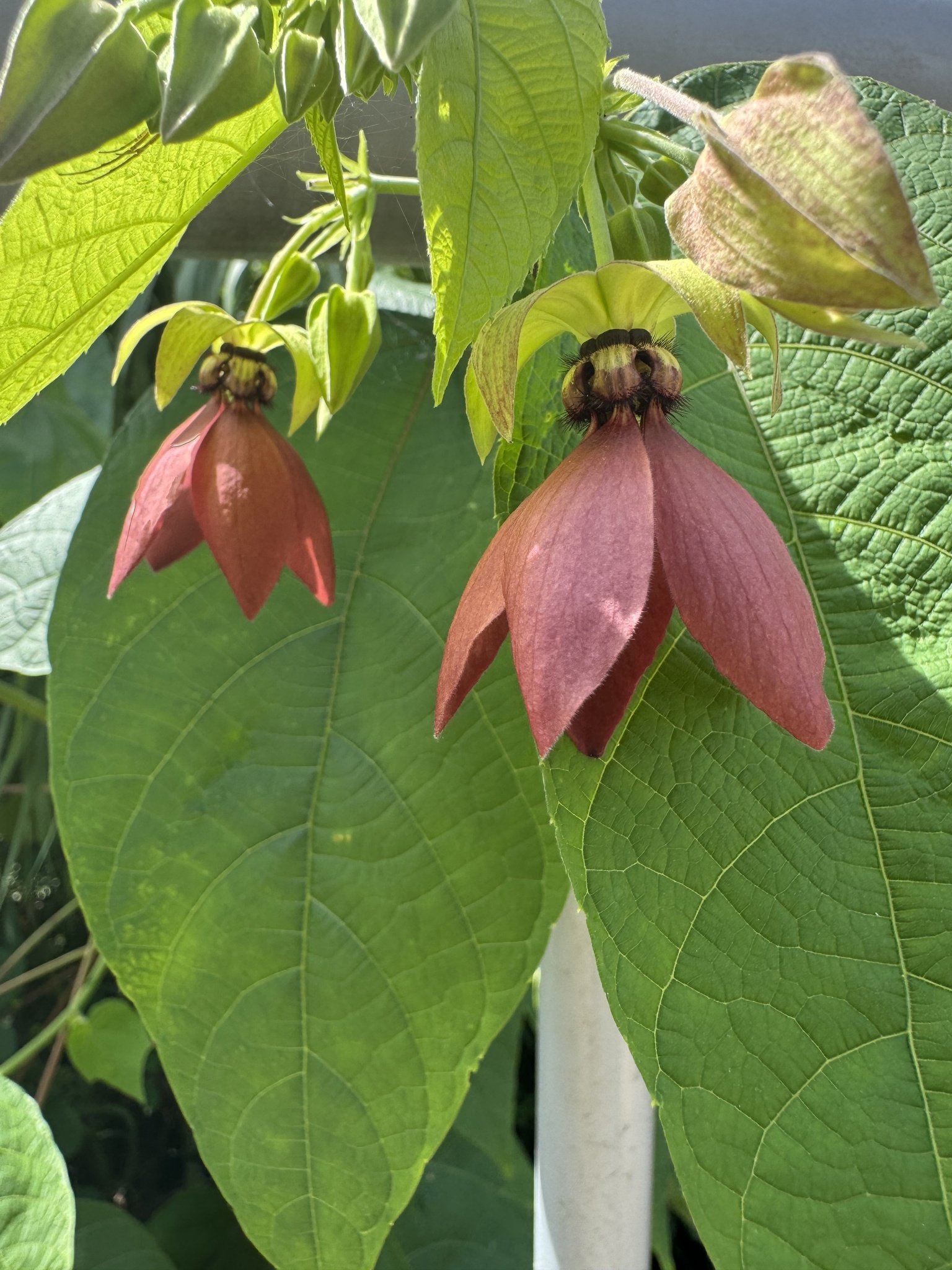 Abroma augustum (Abroma augustum)