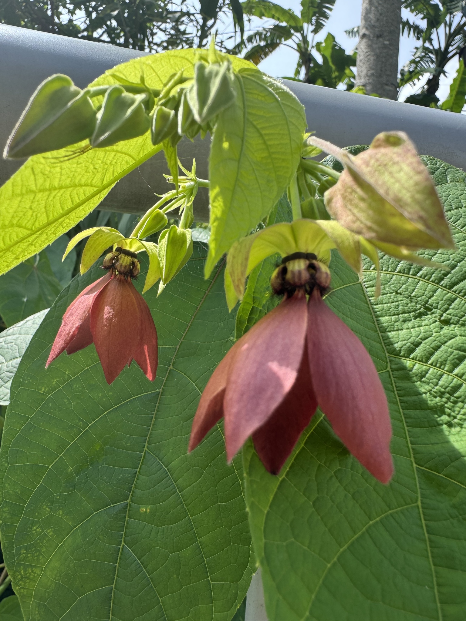 Abroma augustum — ảnh 3
