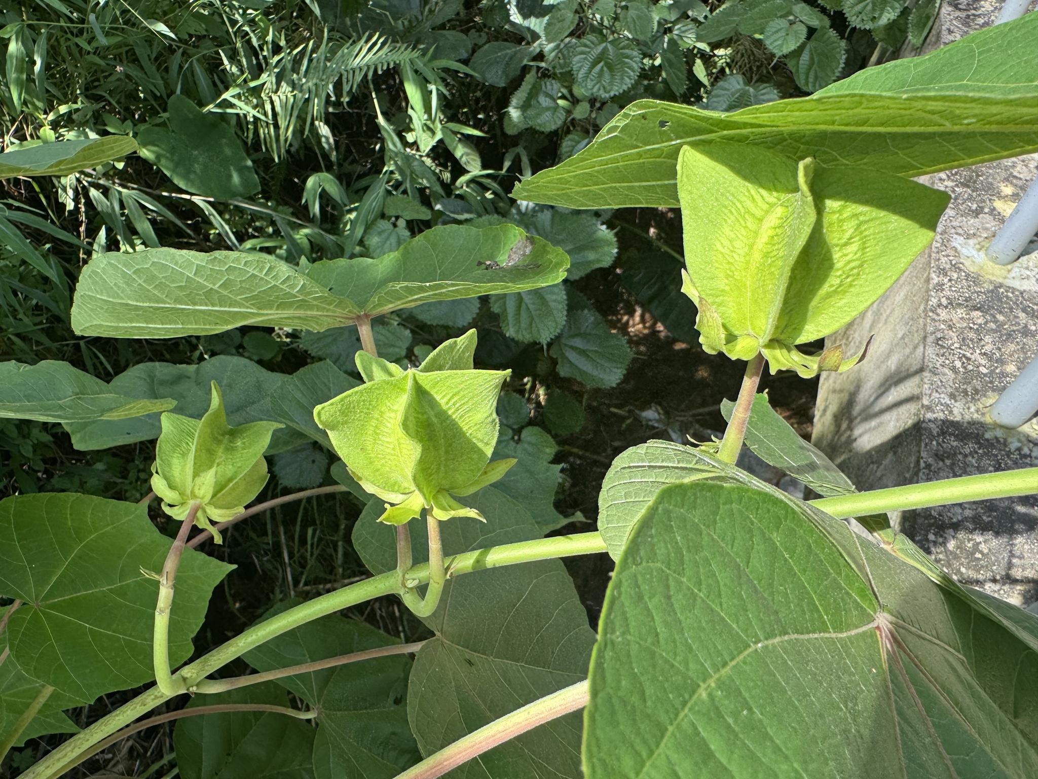 Abroma augustum — ảnh 2