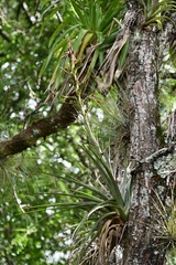 Tillandsia rodrigueziana