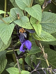 Xylocopa virginica