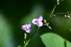 Tripogandra amplexicaulis